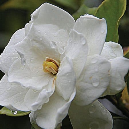 Gardenia Aroma Oil