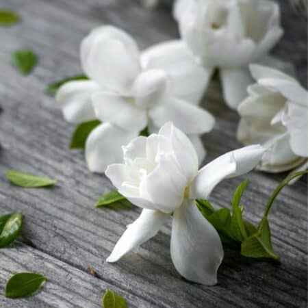 gardenia aroma oil nz