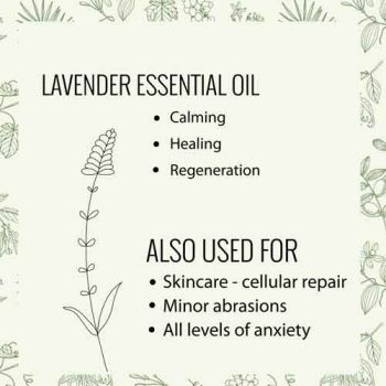 Lavender essential oil properties