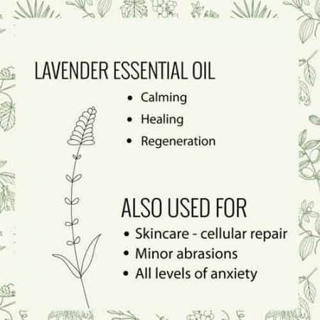 Lavender essential oil properties