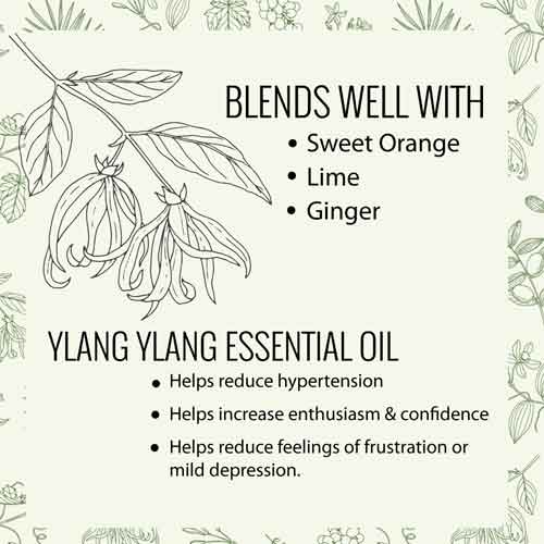Ylang Ylang essential oil essential oil ylang ylang properties