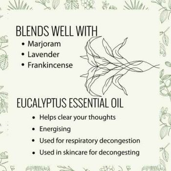 Eucalyptus-Essential-Oil-properties