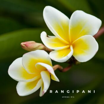 Frangipani Aroma Oil 30ml