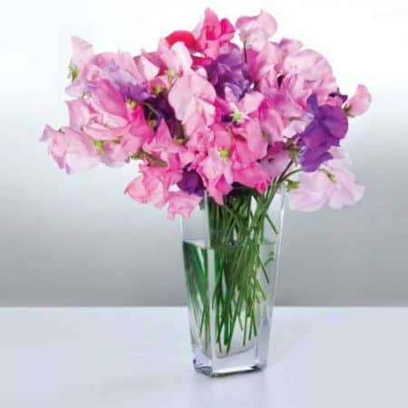 diffuser oil sweet pea