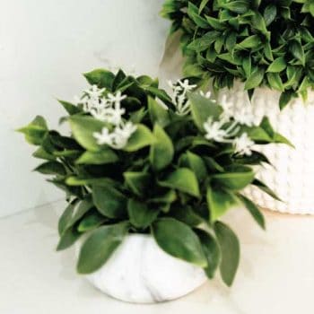 diffuser oil jasmine & mint