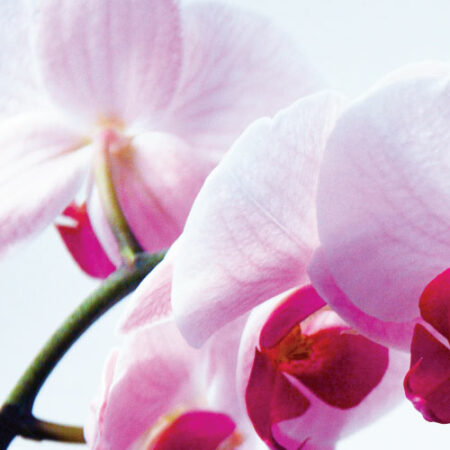 diffuser oil island orchid