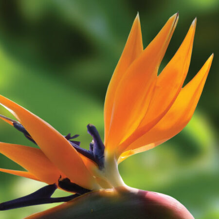 diffuser oil birds of paradise