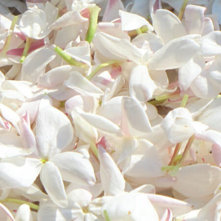 diffuser oil jasmine pink