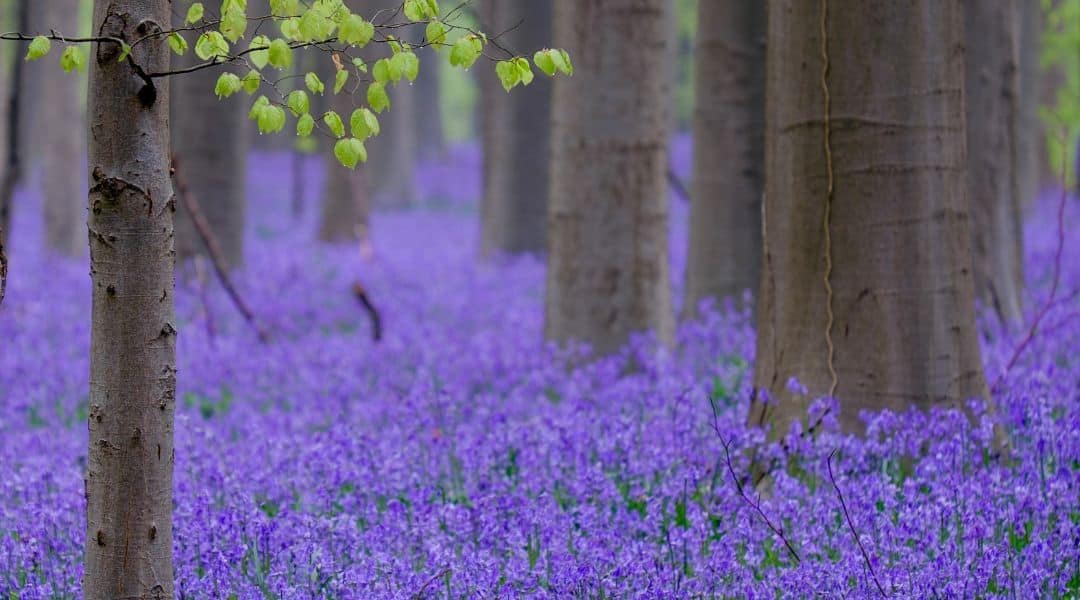 Wild Bluebells Aroma Oil Three Pack