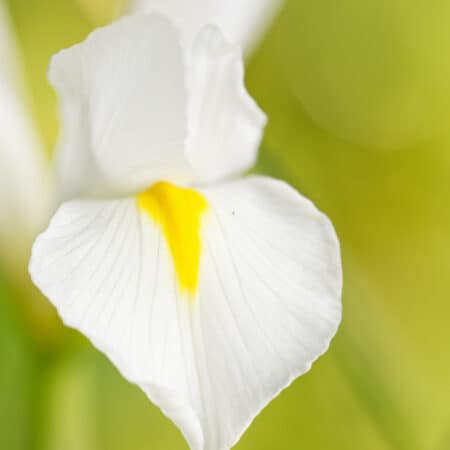 diffuser oil iris floral and woody notes