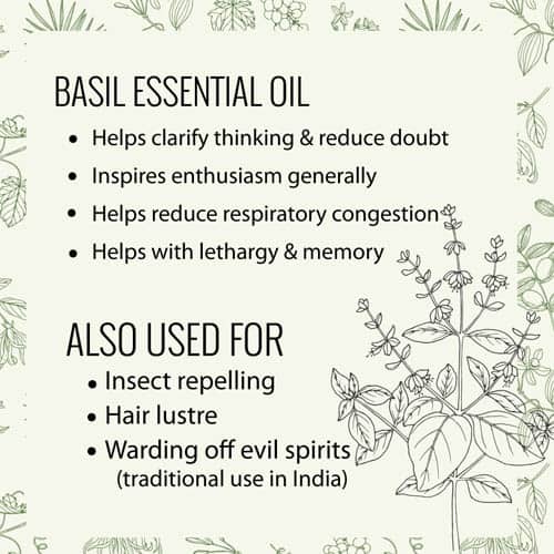essential oil basil nz