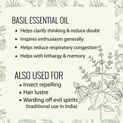 Basil Essential Helps Clear The Brain Clutter.