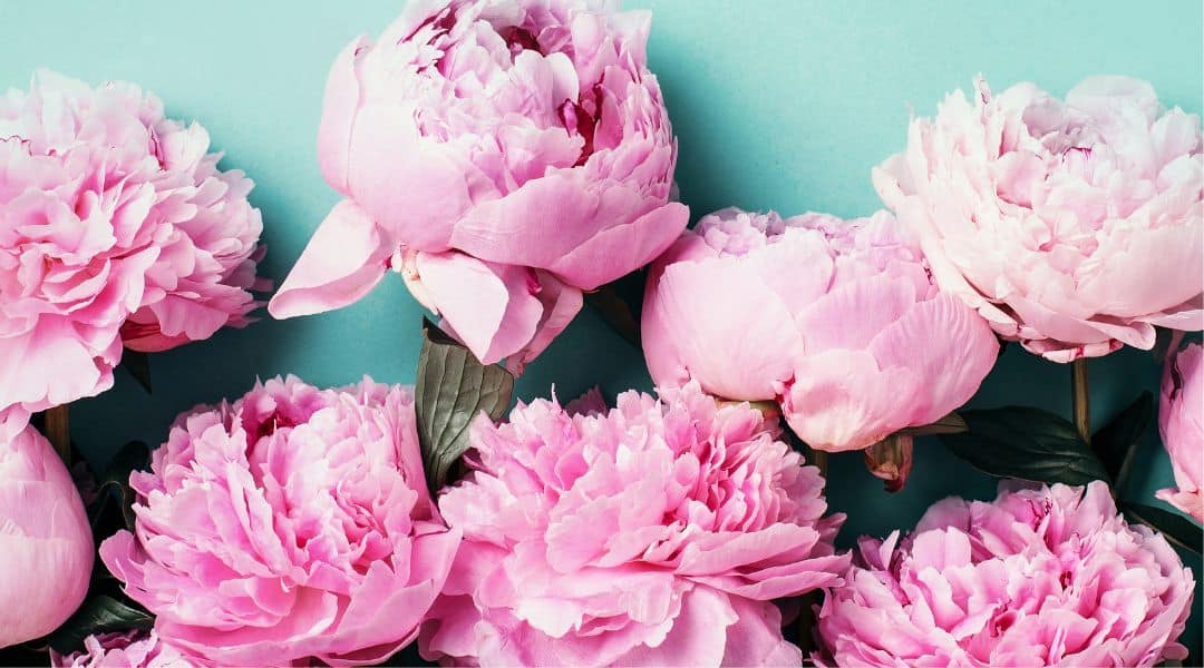 Peony (Favourites)