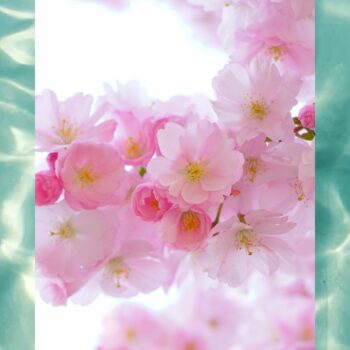 Cherry Blossom (Water Soluble) 30ml