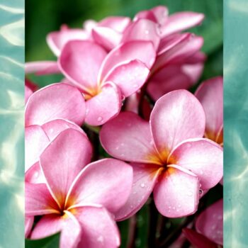 Plumeria (Water Soluble) 30ml