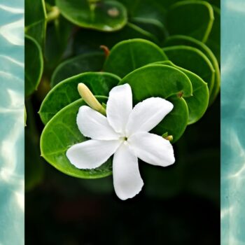 Jasmine (Water Soluble) 30ml