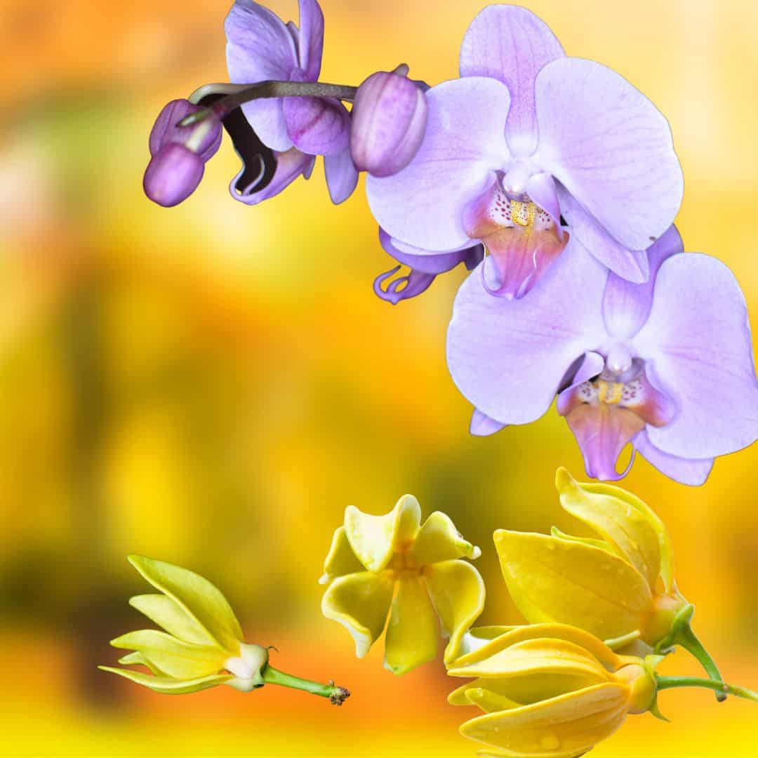 diffuser blend orchid & ylang ylang