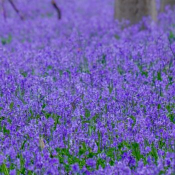 Wild Bluebells Aroma Oil