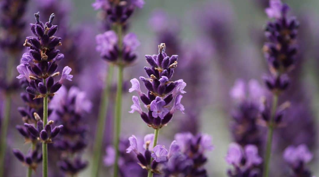 lavender essential oil for healing and soothing Baliba essential oil blend
