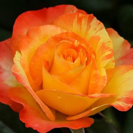 Copper Rose Aroma Oil