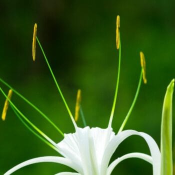 Vanilla Lily Lotus Aroma Oil