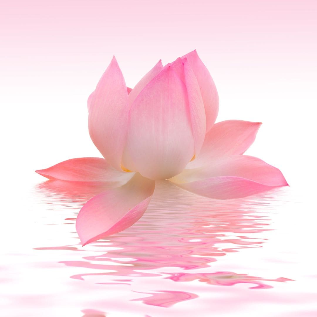Vanilla Lily & Lotus Aroma Oil