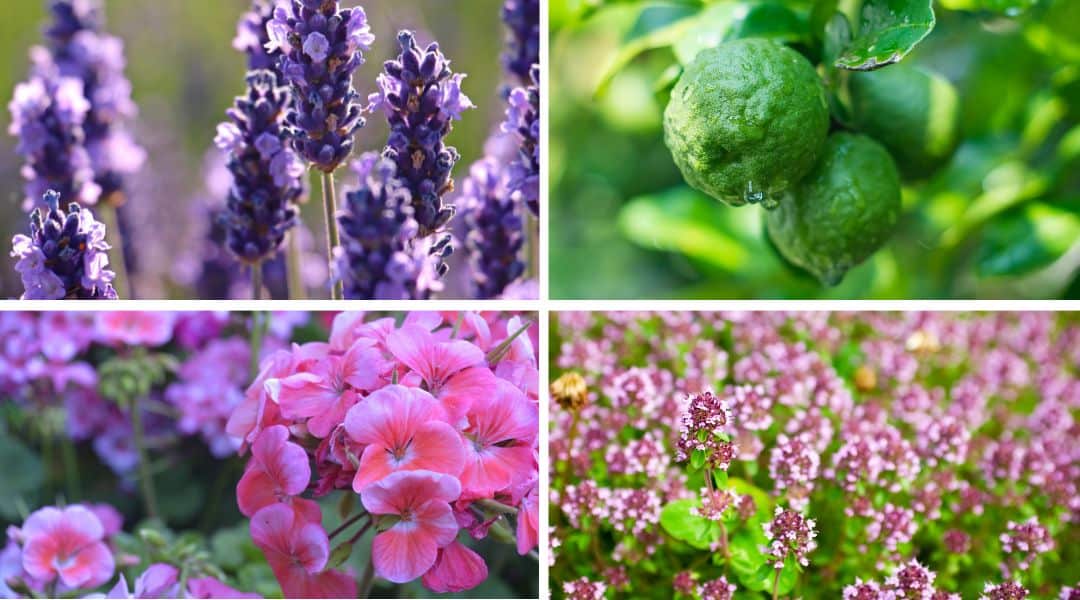 Baliba Calm Essential Oil Blend (1080 x 600 px)