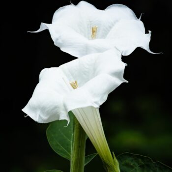 Moonflower Aroma Oil