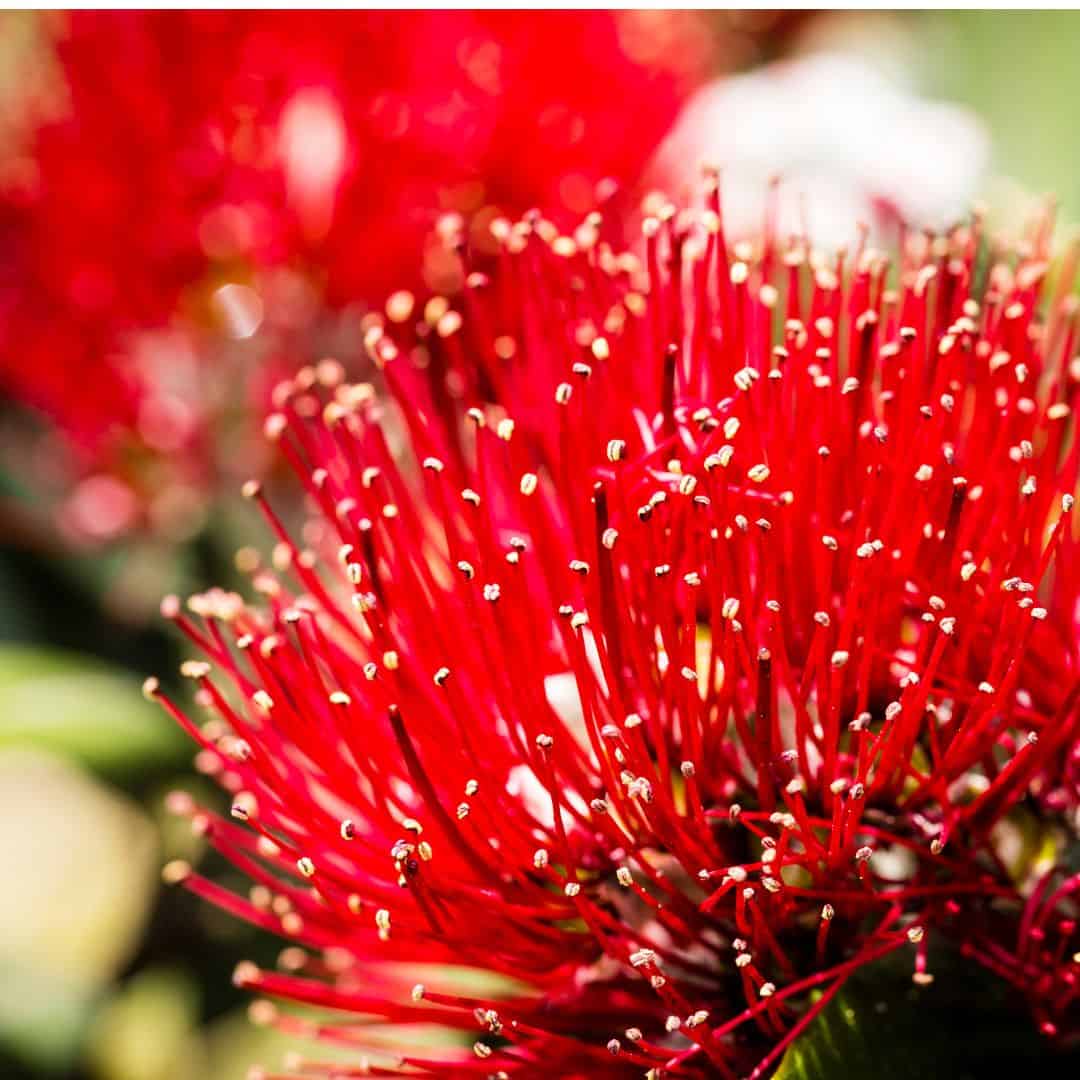 Kiwi Summer Aroma Oil (1)