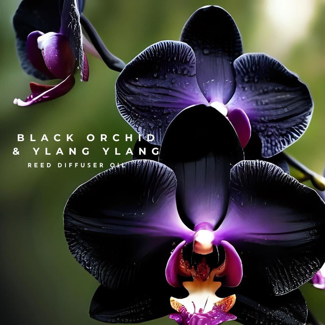Black Orchid & Ylang Ylang Reed Diffuser Oil reed diffuser