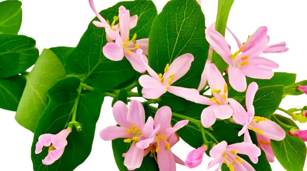 Honeysuckle Rose aroma oil 600