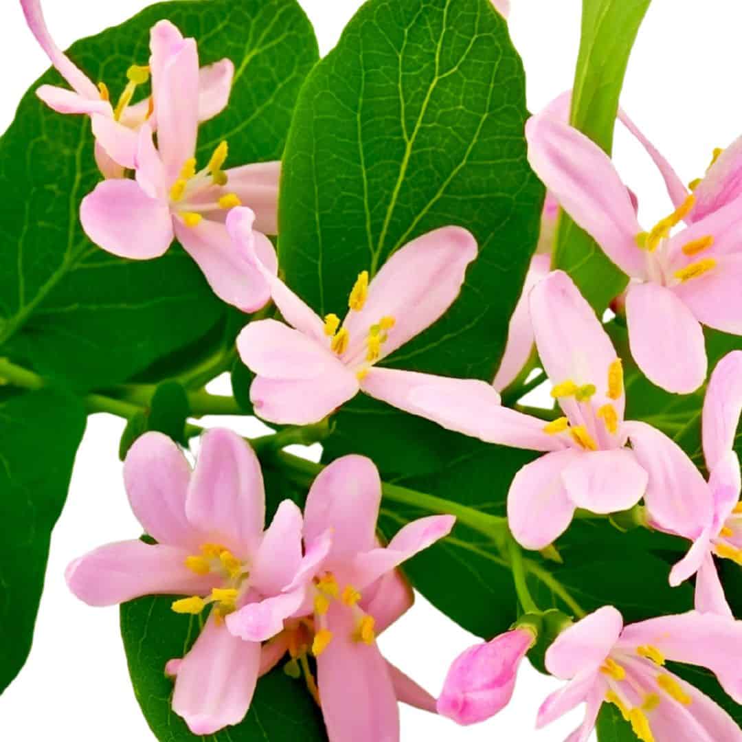 Honeysuckle Rose aroma oil